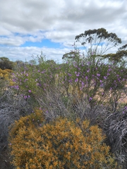 Eremophila drummondii, photograph (c) Belinda Forbes, some rights reserved (CC BY)