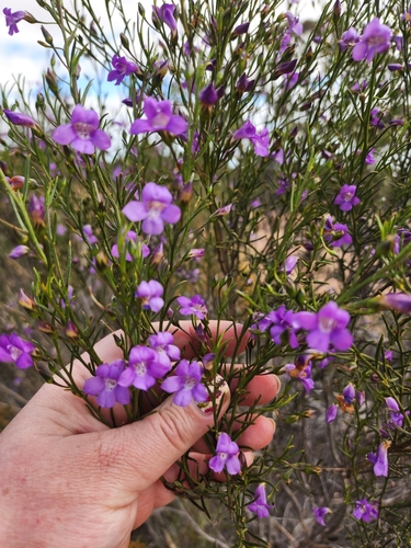 Eremophila drummondii, photograph 5