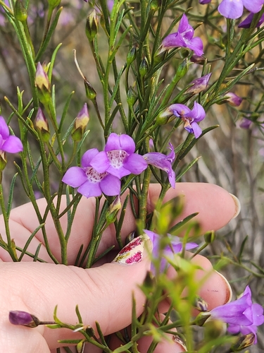 Eremophila drummondii, photograph 6
