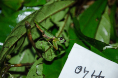 Prohierodula laticollis