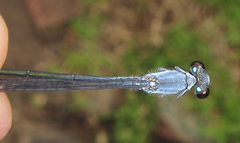 Pseudagrion salisburyense