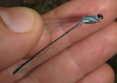 Pseudagrion salisburyense