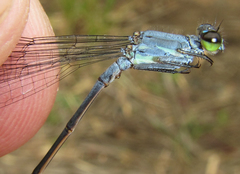 Pseudagrion salisburyense