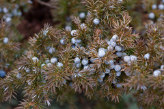 Juniperus communis depressa