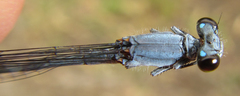 Pseudagrion salisburyense