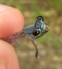 Pseudagrion salisburyense