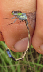 Pseudagrion salisburyense