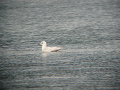 Larus glaucoides kumlieni