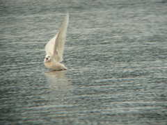 Larus glaucoides kumlieni