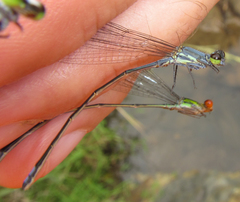 Pseudagrion salisburyense