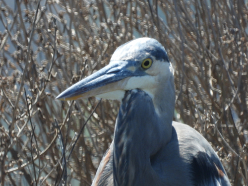 iNaturalist observation photo of Great Blue Heron