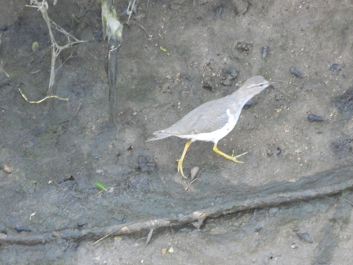 iNaturalist observation photo of Spotted Sandpiper