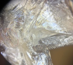 Andhra Anchovy photo 2