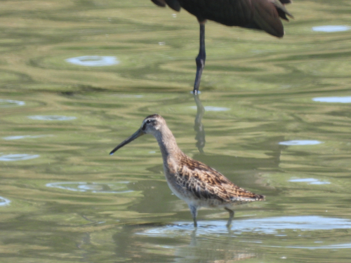 iNaturalist observation photo of Short-billed Dowitcher