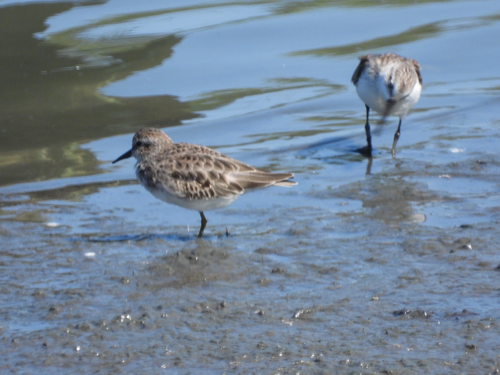 iNaturalist observation photo of Least Sandpiper