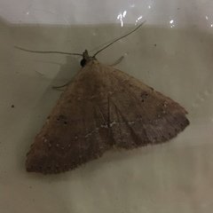 Cerynea punctilinealis