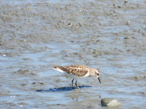 iNaturalist observation photo of Least Sandpiper