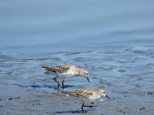 iNaturalist observation photo of Least Sandpiper