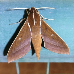 Theretra pallicosta