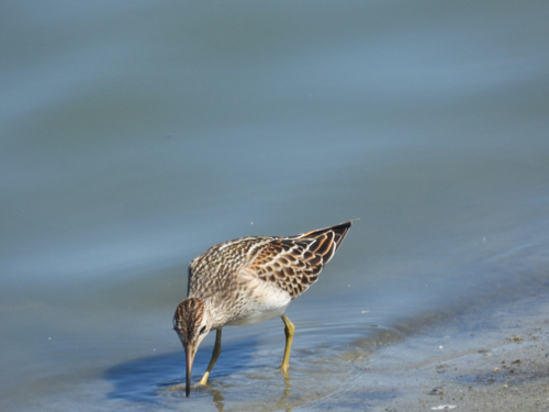 iNaturalist observation photo of Pectoral Sandpiper