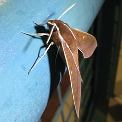 Theretra pallicosta