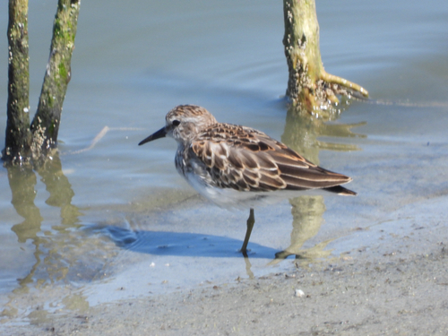 iNaturalist observation photo of Least Sandpiper