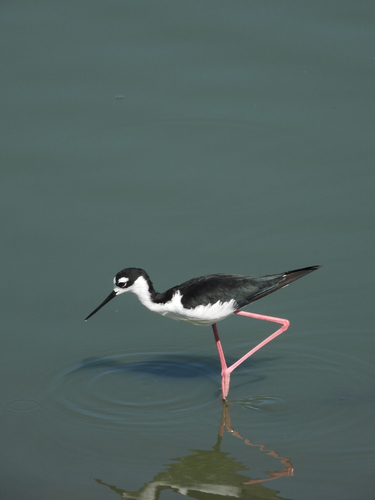 iNaturalist observation photo of Black-necked Stilt
