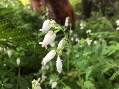 Dicentra