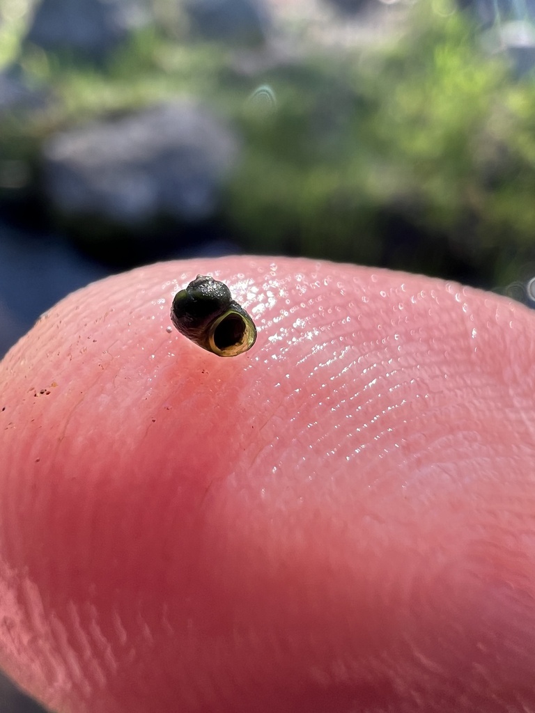 Horse Creek Pebblesnail
