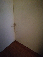Arachnida