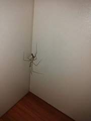 Arachnida