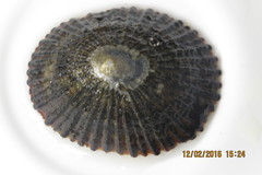 Cellana exarata