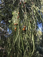 Pittosporum phillyreoides