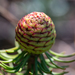 Leucadendron teretifolium - Photo (c) magriet b,  זכויות יוצרים חלקיות (CC BY-SA), הועלה על ידי magriet b