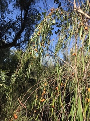 Pittosporum phillyreoides