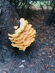 Laetiporus sulphureus