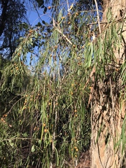 Pittosporum phillyreoides
