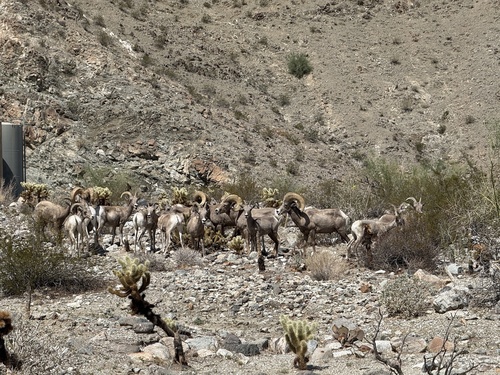 iNaturalist observation photo of Bighorn Sheep