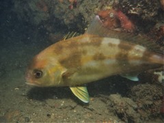 Seriola hippos