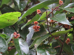 Endiandra hypotephra