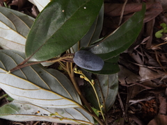 Endiandra hypotephra