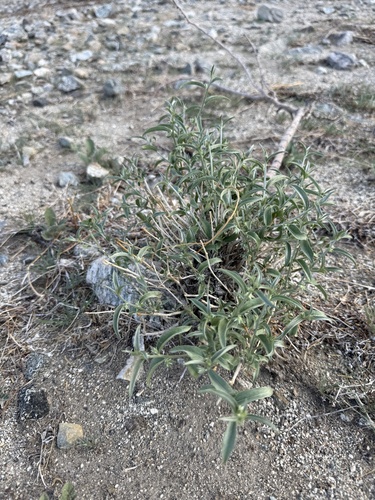 iNaturalist observation photo of Lance-leaved Ditaxis