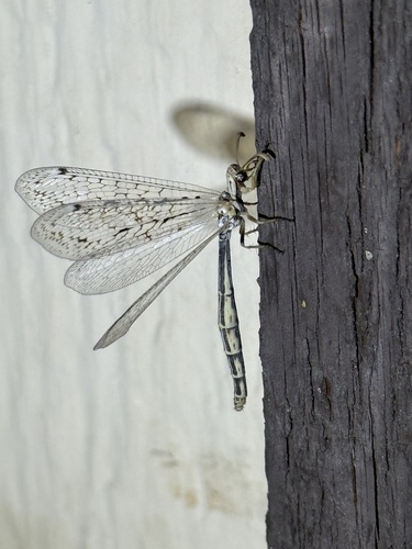 iNaturalist observation photo of Scotoleon