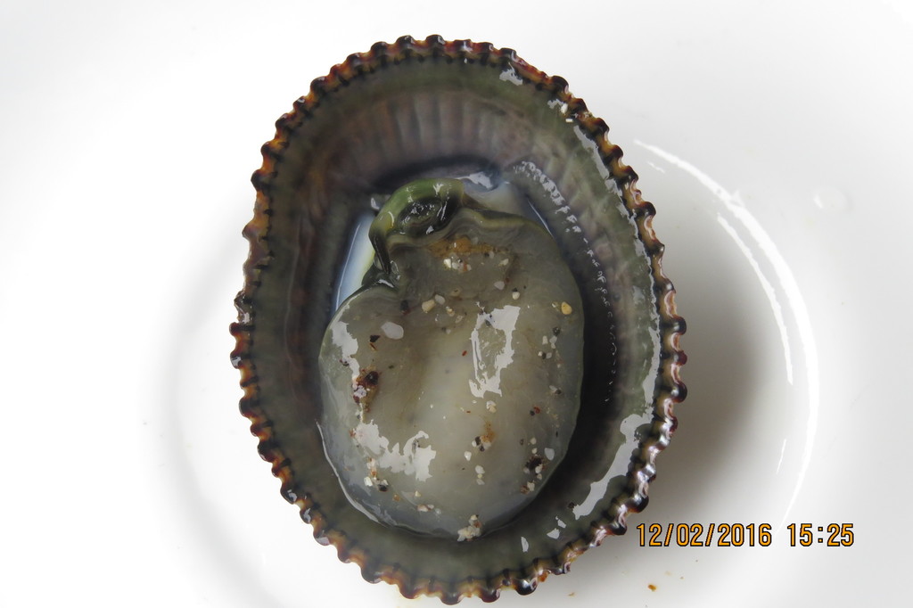 black limpet