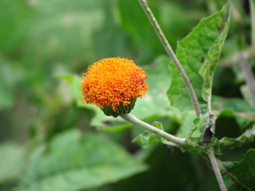 Verbesina crocata