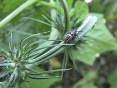 Agonoscelis puberula