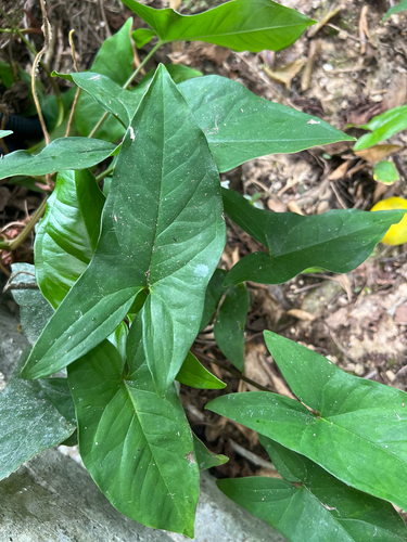 Syngonium podophyllum observed 2025-09-16