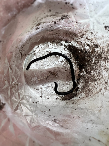Indotyphlops braminus observed 2025-09-16