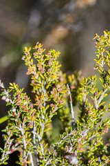 Erica puberuliflora