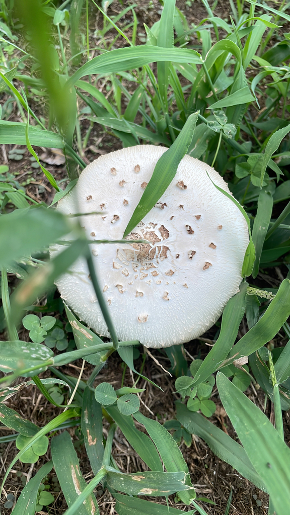 Chlorophyllum molybdites · September 2025 · photo: © bios_biota (iNaturalist, cc0)